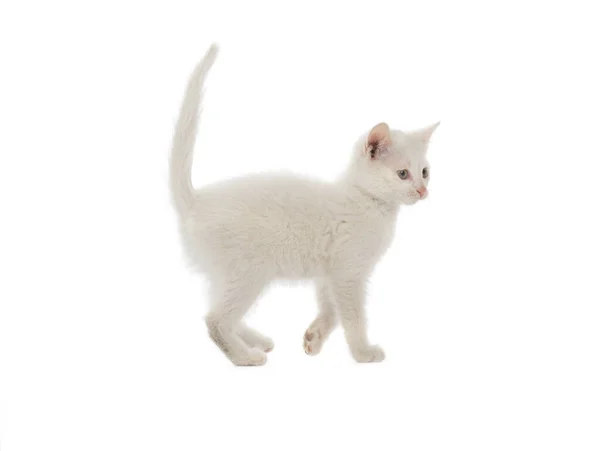 Correr Gatito Blanco Aislado Sobre Fondo Blanco —  Fotos de Stock