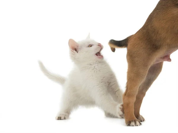 Wit Katje Speelt Met Puppy Staart Geïsoleerd Een Witte Achtergrond — Stockfoto