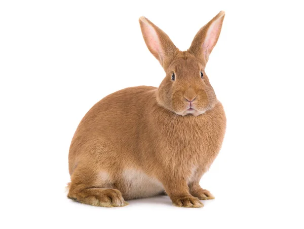 Коричневый Кролик Изолирован Белом Фоне — стоковое фото
