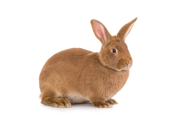 褐色的兔子在白色的背景上被分离出来 — 图库照片