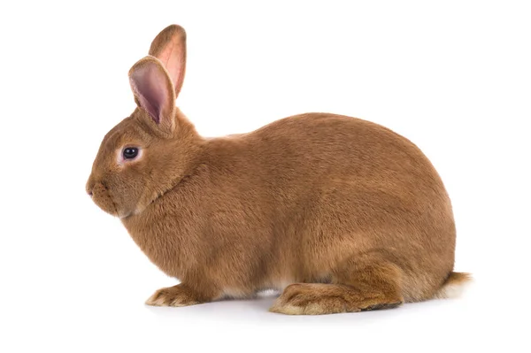 Оранжевый Кролик Изолирован Белом Фоне — стоковое фото