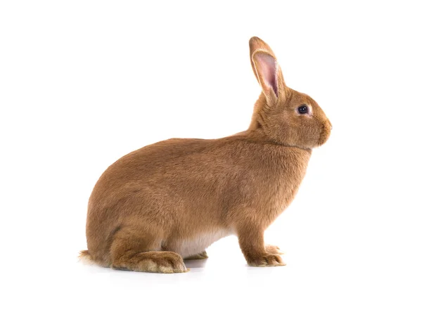 Brauner Hase Ist Auf Weißem Hintergrund Isoliert — Stockfoto