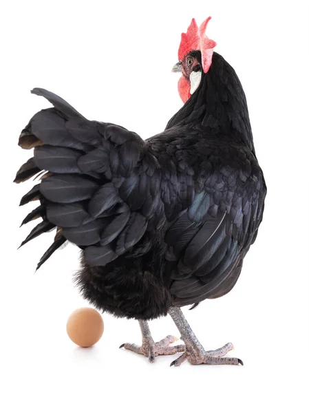 在白色背景上分离的鸡肉和鸡蛋 — 图库照片