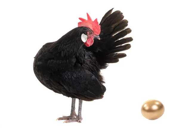 Huhn Und Goldenes Isoliert Auf Weißem Hintergrund — Stockfoto