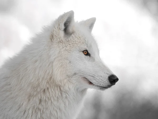 Retrato Lobo Polar Fundo Floresta Nevada — Fotografia de Stock