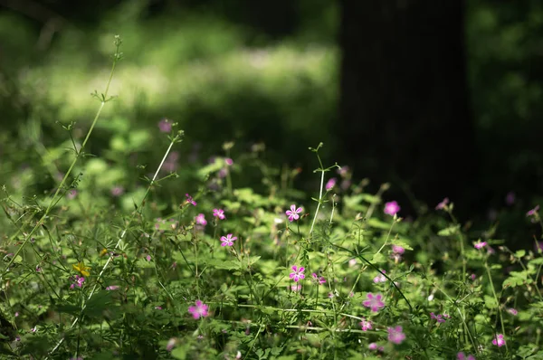 Malá Růžová Muškát Květina Jarním Lese — Stock fotografie
