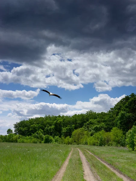 Létající Čáp Pozadí Bouřlivé Oblohy — Stock fotografie