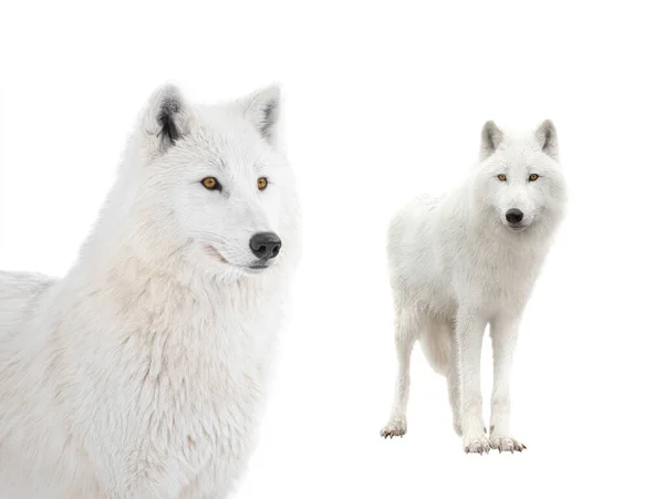 Deux Loups Ppolaires Isolés Sur Fond Blanc — Photo