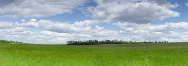 Campo Trigo Início Primavera Vento Ukraine — Fotografia de Stock