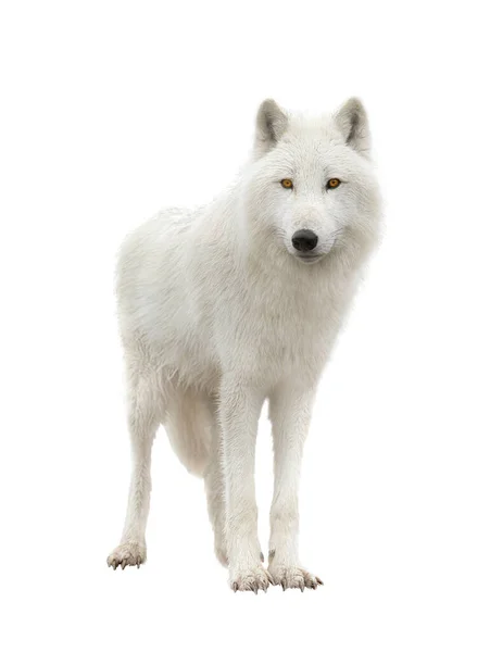 Polar Wolf Isolated White Background — Stock Photo, Image