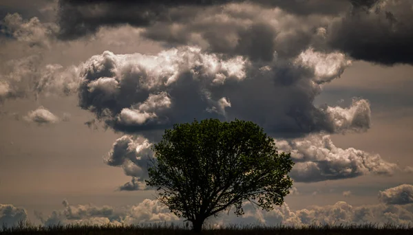 Nubes Árboles Principios Primavera — Foto de Stock