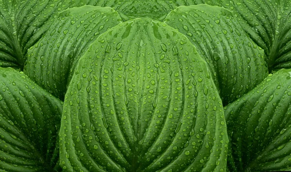 Свіже Зелене Листя Квітів Hosta August Moon Після Весняного Дощу — стокове фото