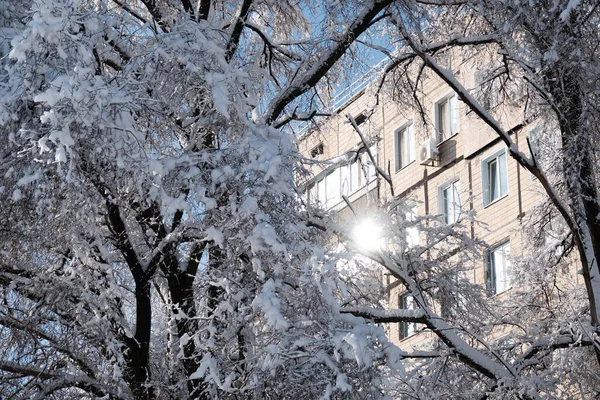 Bäume Schnee Auf Dem Hintergrund Des Hauses Nach Schneefall — Stockfoto