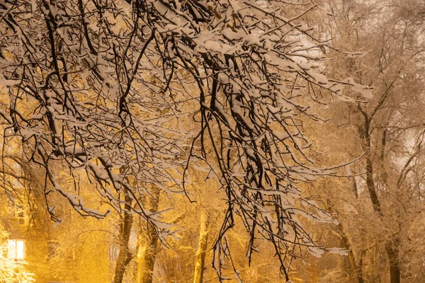 Kar Kış Akşamları Ağaç Dallarına Yapışır — Stok fotoğraf