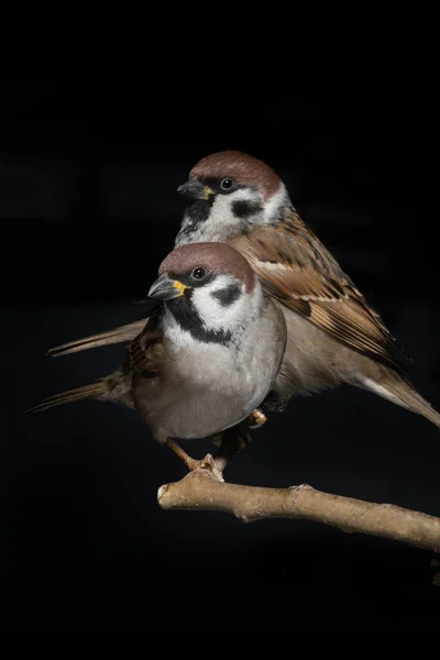 Two Sparrow Sitting Branch Black Background — Stock Photo, Image