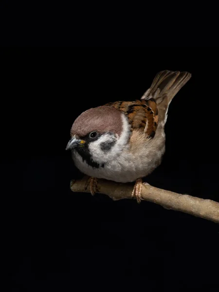 Sperling Sitzt Auf Einem Ast Auf Schwarzem Hintergrund — Stockfoto