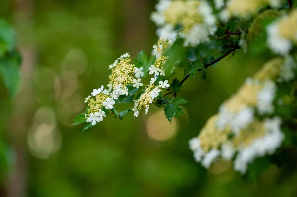 Квіти Калини Зеленому Тлі Навесні — стокове фото