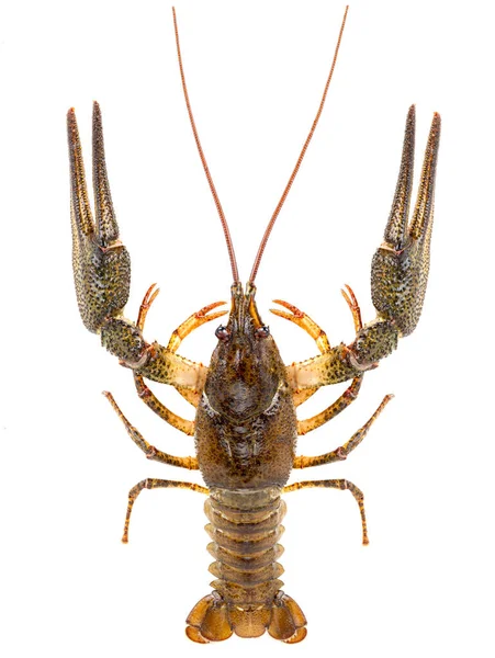 Crawfish Diisolasi Latar Belakang Putih — Stok Foto