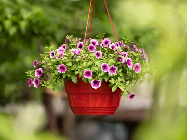 通りの鍋に吊るされた美しいスルフィアの花束 — ストック写真