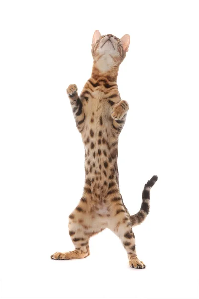 Bengal Cat Standing Its Hind Legs Isolated White Background — Stock Photo, Image