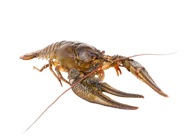 Crawfish Isolated White Background Stock Picture