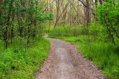 Akşamları vahşi ormanda patika.