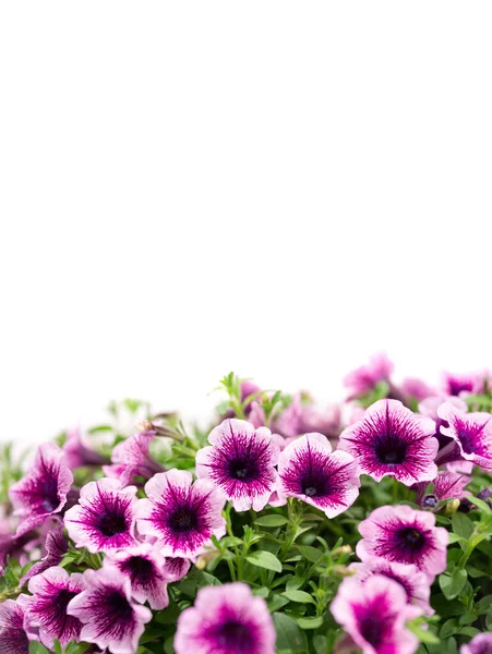 Krásná Kytice Květin Surfinia Hrnci Izolované Bílém Pozadí — Stock fotografie