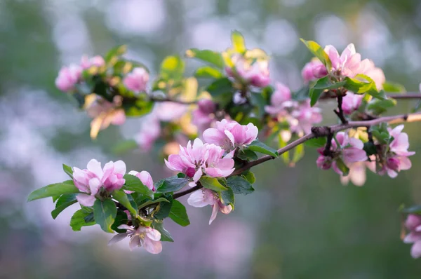 Rosa Blume Eines Blühenden Apfelbaums Abend — Stockfoto