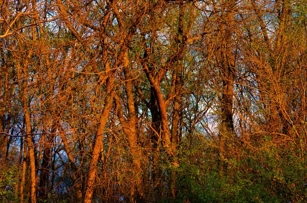 Felkelő Nap Kora Reggel Tavaszi Erdőben — Stock Fotó