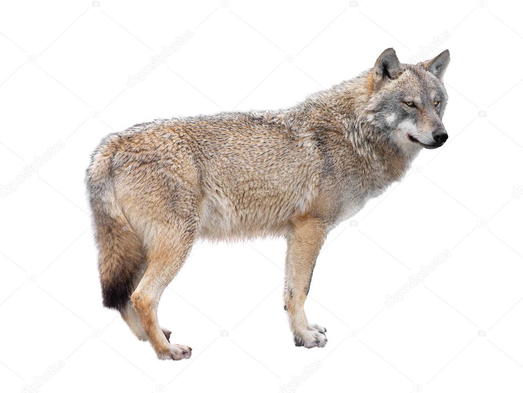 wolf standing  isolated on a white background