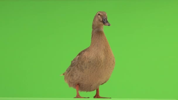 Duck Standing Quacking Green Screen — Stock Video