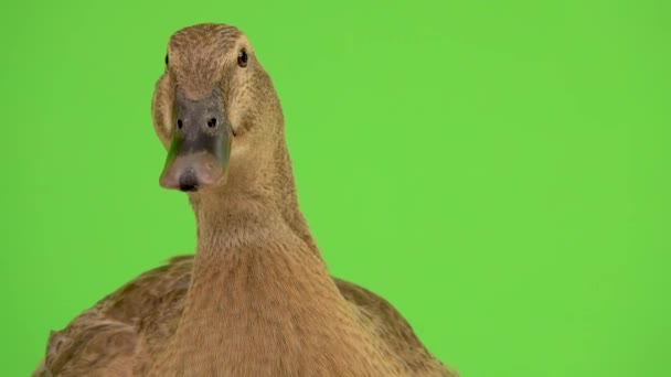 Portrait Quacking Duck Green Screen — Stock Video
