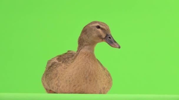 一只鸭子坐在绿色的屏幕上咯咯叫 — 图库视频影像