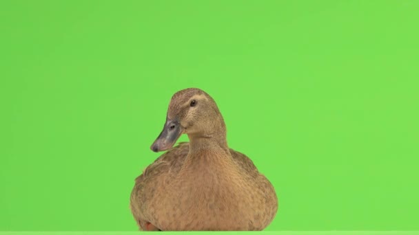 Kachna Rozhlédne Děje Zelené Obrazovce — Stock video
