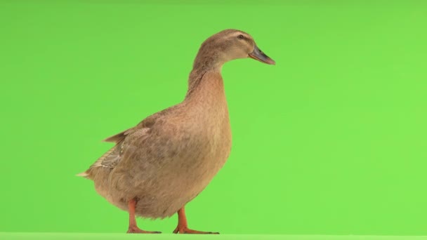 Anatra Piedi Quacking Uno Schermo Verde — Video Stock