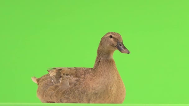鸭子坐着咯咯叫着 然后在绿色的屏幕上拍打着翅膀 — 图库视频影像