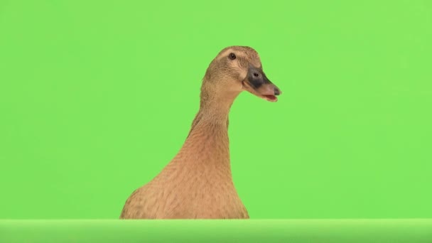 Duck Talks Isolated Green Screen — Stock Video