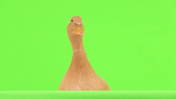 Duck Talks Isolated Green Screen Natural Sound — Stock Video