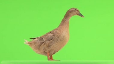 Kahverengi ördek yeşil ekranda duruyor ve vaklıyor. Doğal ses
