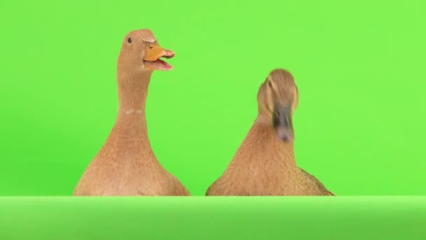 Due Anatre Parlano Isolate Uno Schermo Verde Suono Naturale — Video Stock