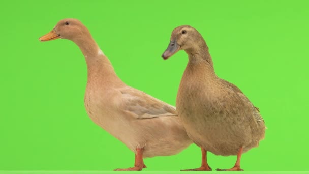 Dwie Odizolowane Kaczki Zielonym Ekranie — Wideo stockowe