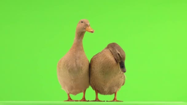 Two Ducks Talking Each Other Isolated Green Screen Natural Sound — Stock Video