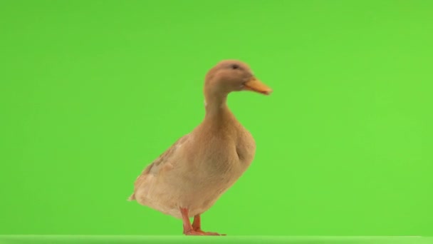 Quacking Pato Una Pantalla Verde Sonido Natural — Vídeo de stock