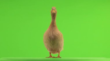 Düşünceli ördek yeşil ekrandaki kameraya bakıyor..