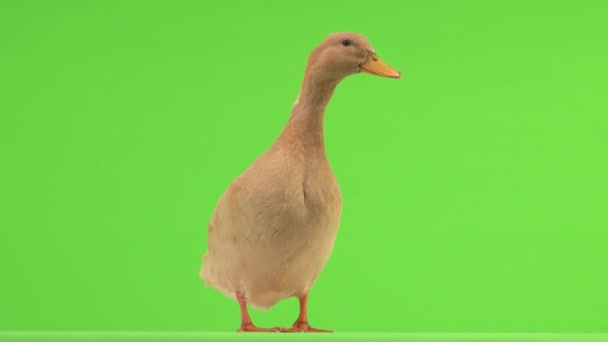 Quacking Pato Una Pantalla Verde Sonido Natural — Vídeo de stock