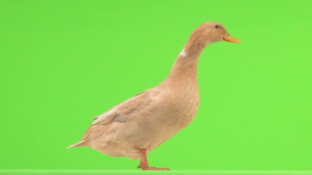Quacking Pato Una Pantalla Verde Sonido Natural — Vídeos de Stock