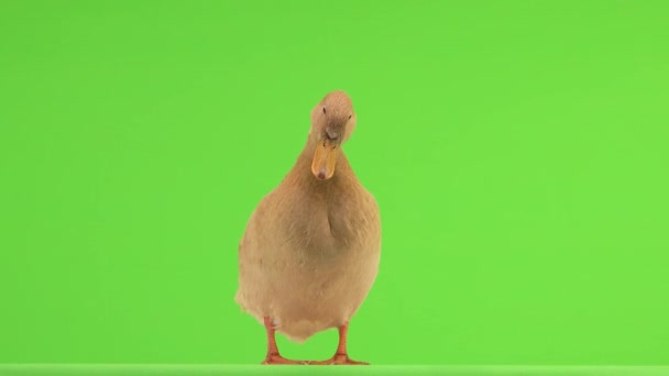 Quacking Πάπια Κοιτάζει Κάτω Μια Πράσινη Οθόνη Για Φυσικό Ήχο — Αρχείο Βίντεο