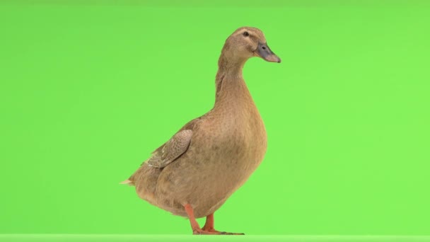 Quacking Anatra Uno Sfondo Verde Suono Naturale — Video Stock