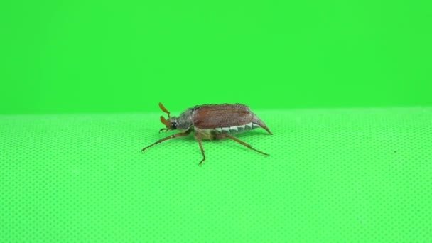 Escarabajo Chafer Arrastra Través Toda Pantalla Verde — Vídeo de stock