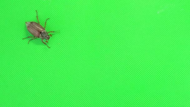 Käfer Kriecht Über Die Gesamte Grüne Scheibe — Stockvideo